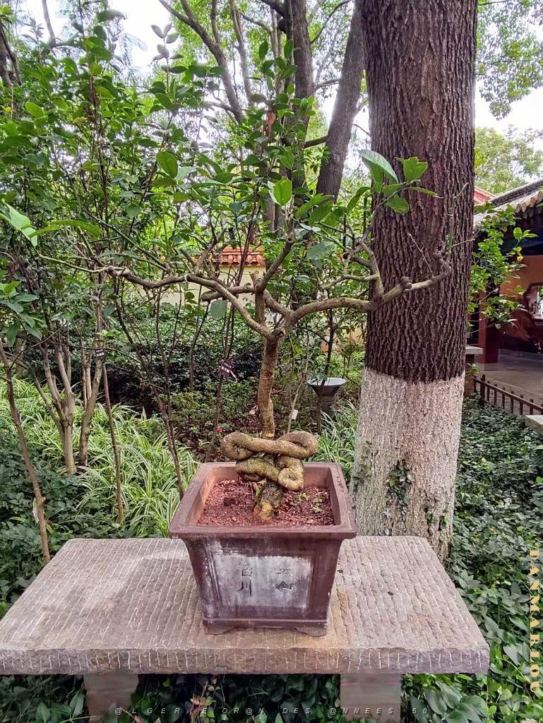 Kunming - Parc Cuihu - 09.jpg